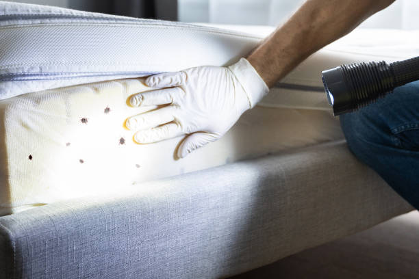 Best Affordable Pest Control Services  in Gordon, GA