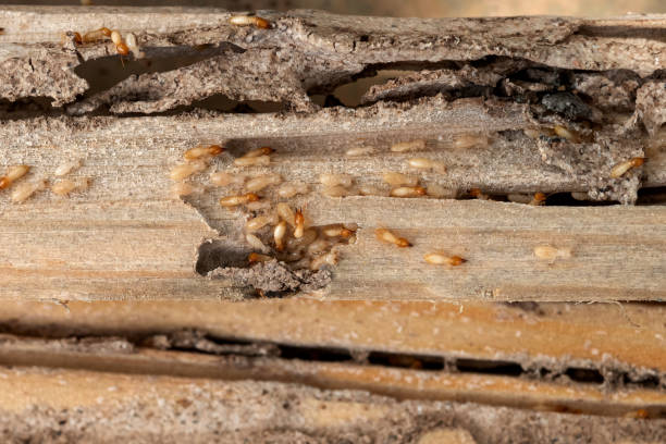 Best Best Pest Control Companies  in Gordon, GA